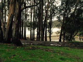forest